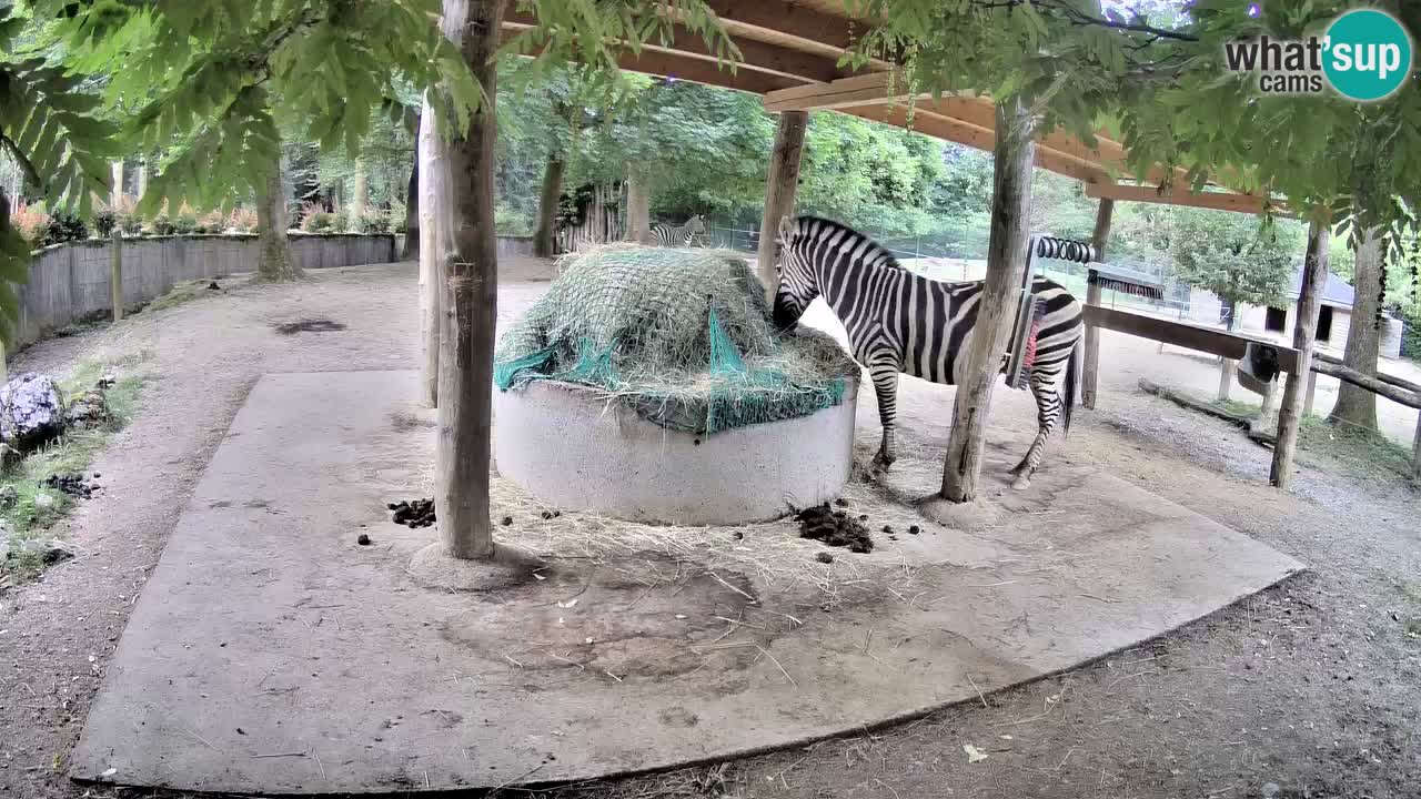 Camera en vivo Cebras in Ljubljana ZOO – Eslovenia