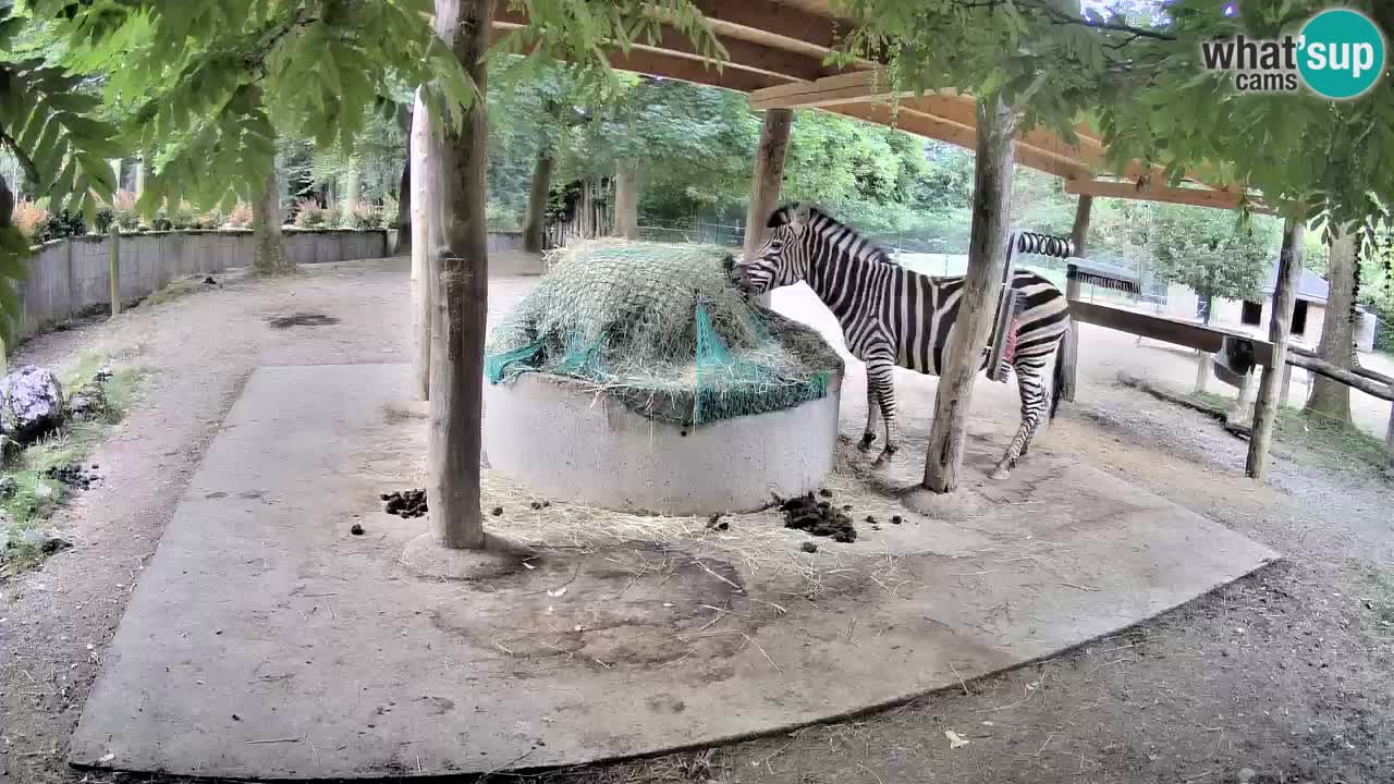 Camera en vivo Cebras in Ljubljana ZOO – Eslovenia