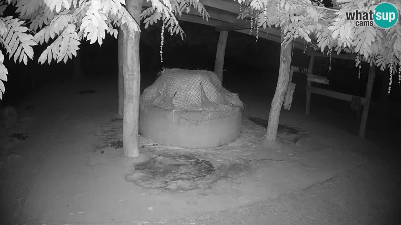 Le Zebre nello ZOO di Ljubljana – Slovenia Live webcam