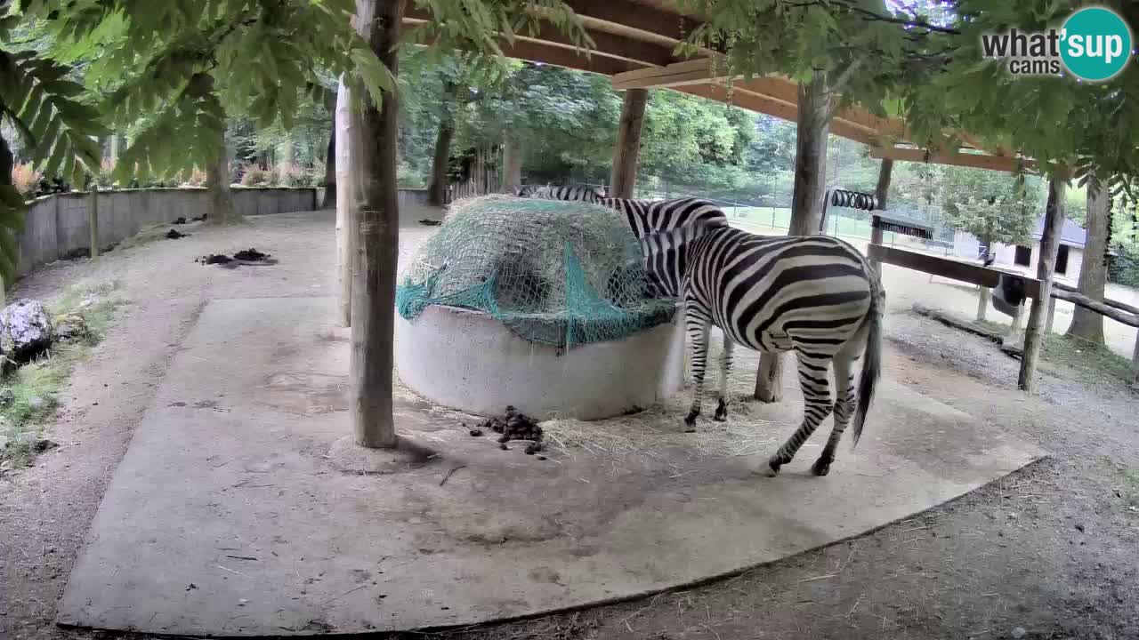 Camera en vivo Cebras in Ljubljana ZOO – Eslovenia