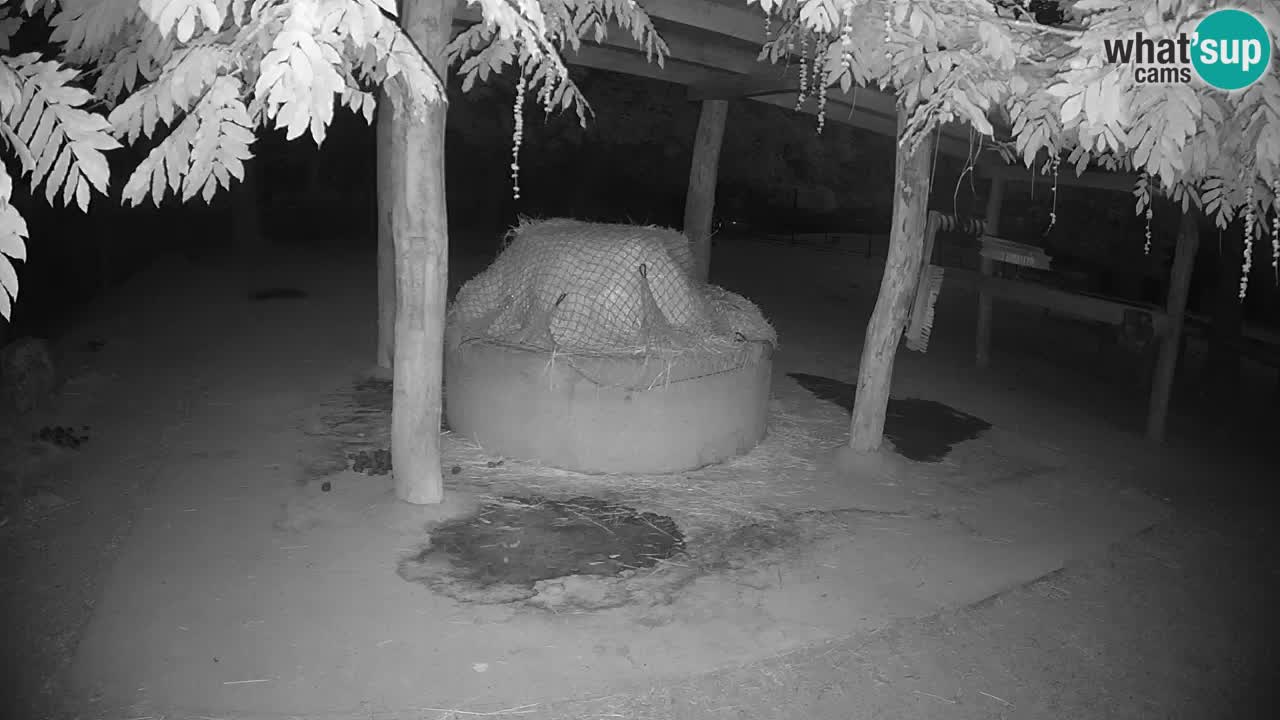 Live webcam Les zèbres in Ljubljana ZOO – Slovénie