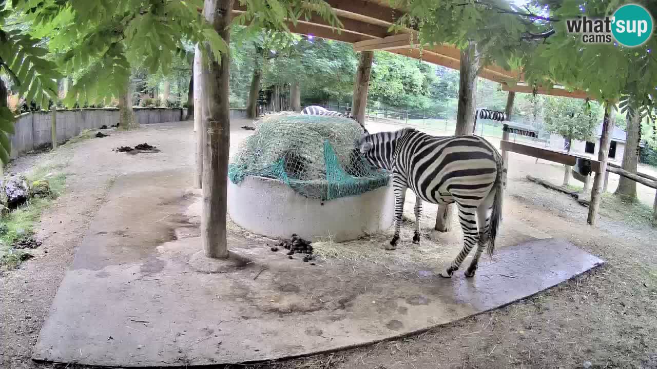 Camera en vivo Cebras in Ljubljana ZOO – Eslovenia