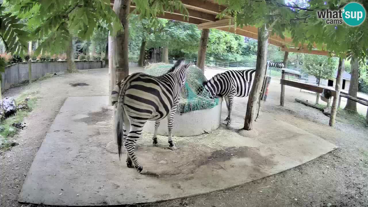 Le Zebre nello ZOO di Ljubljana – Slovenia Live webcam