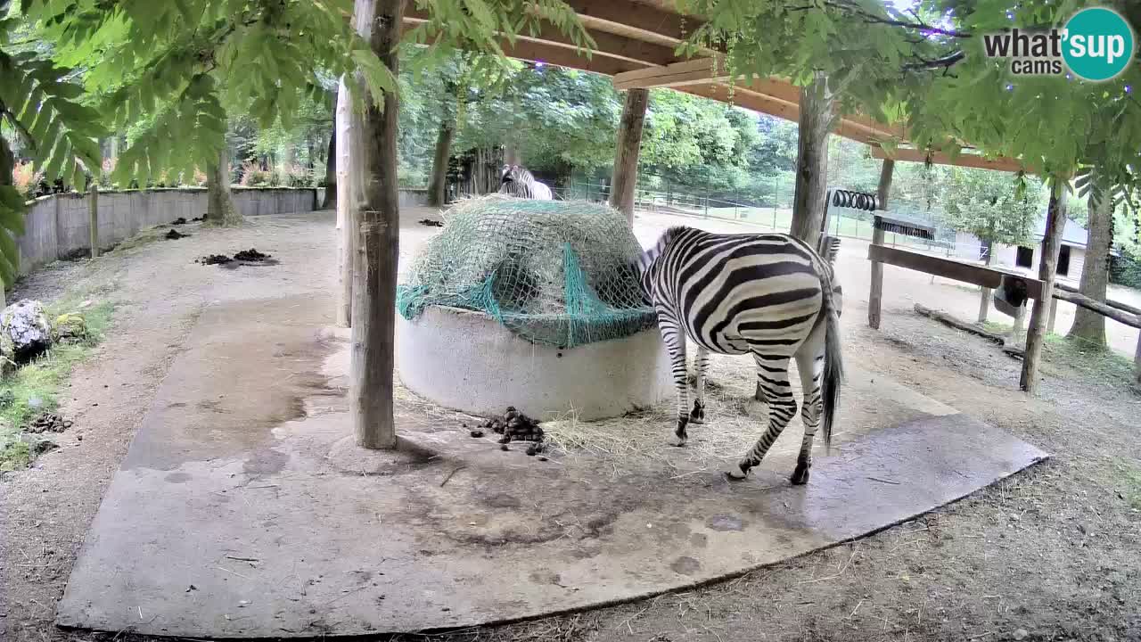 Le Zebre nello ZOO di Ljubljana – Slovenia Live webcam