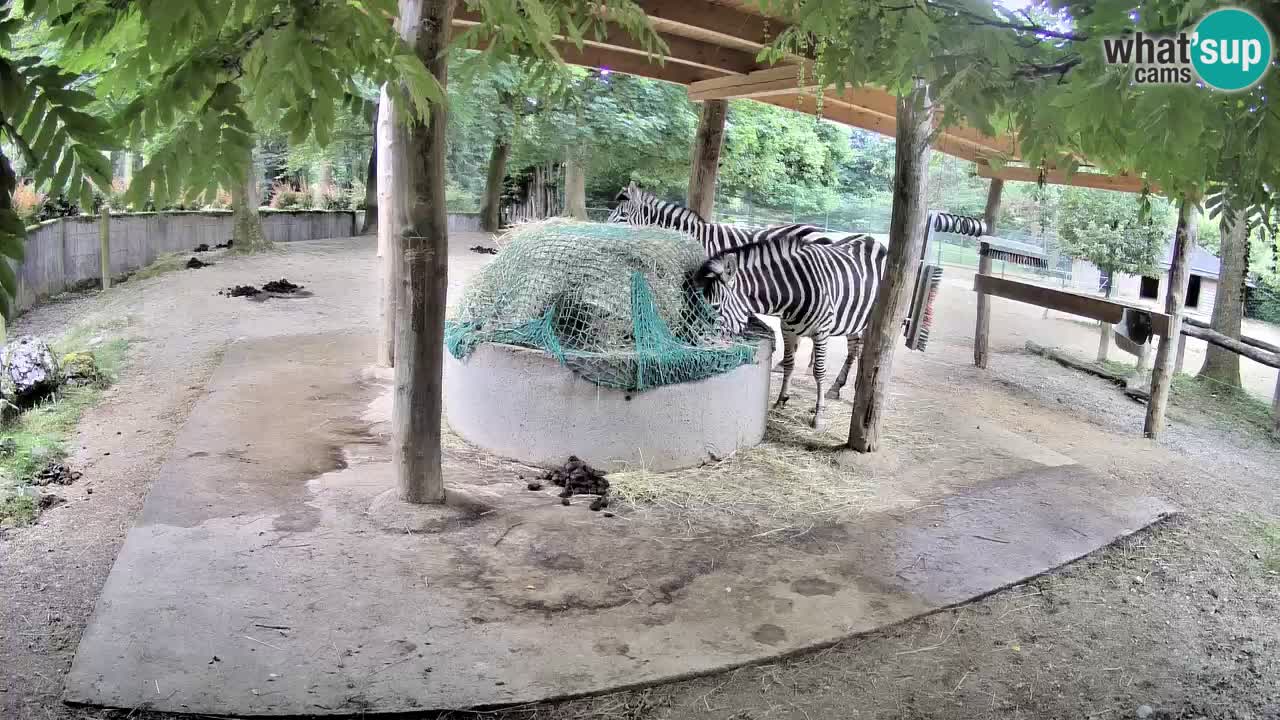 Camera en vivo Cebras in Ljubljana ZOO – Eslovenia