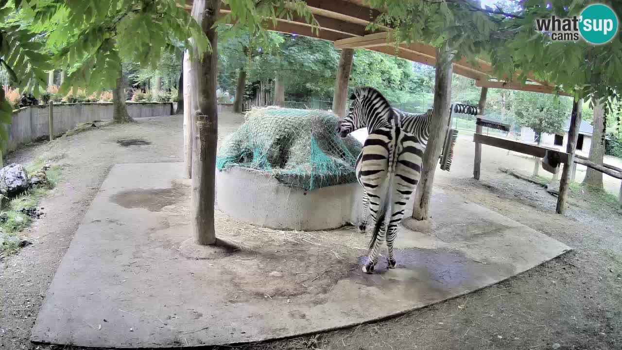 Web kamera uživo Zebras u ZOO Ljubljana – Slovenija