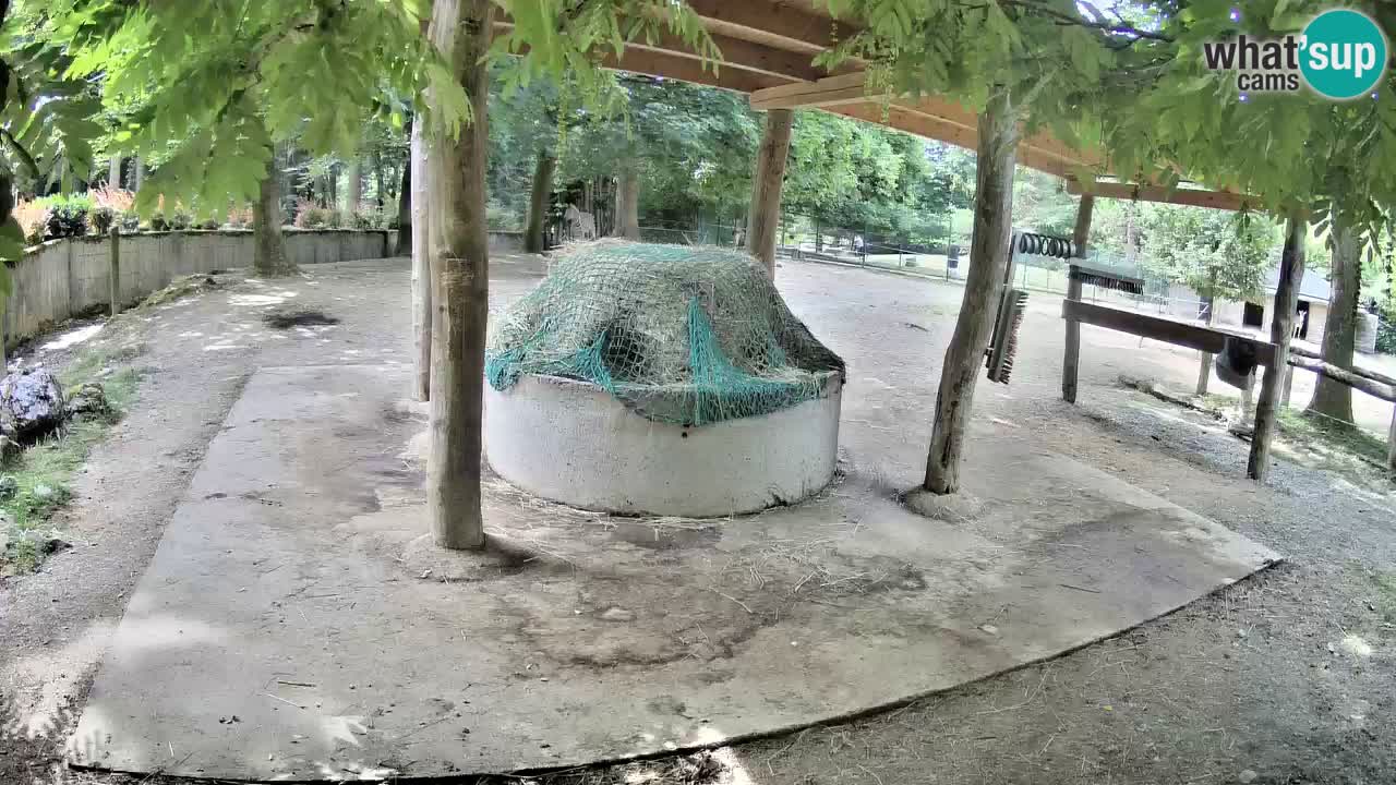 Live webcam Les zèbres in Ljubljana ZOO – Slovénie
