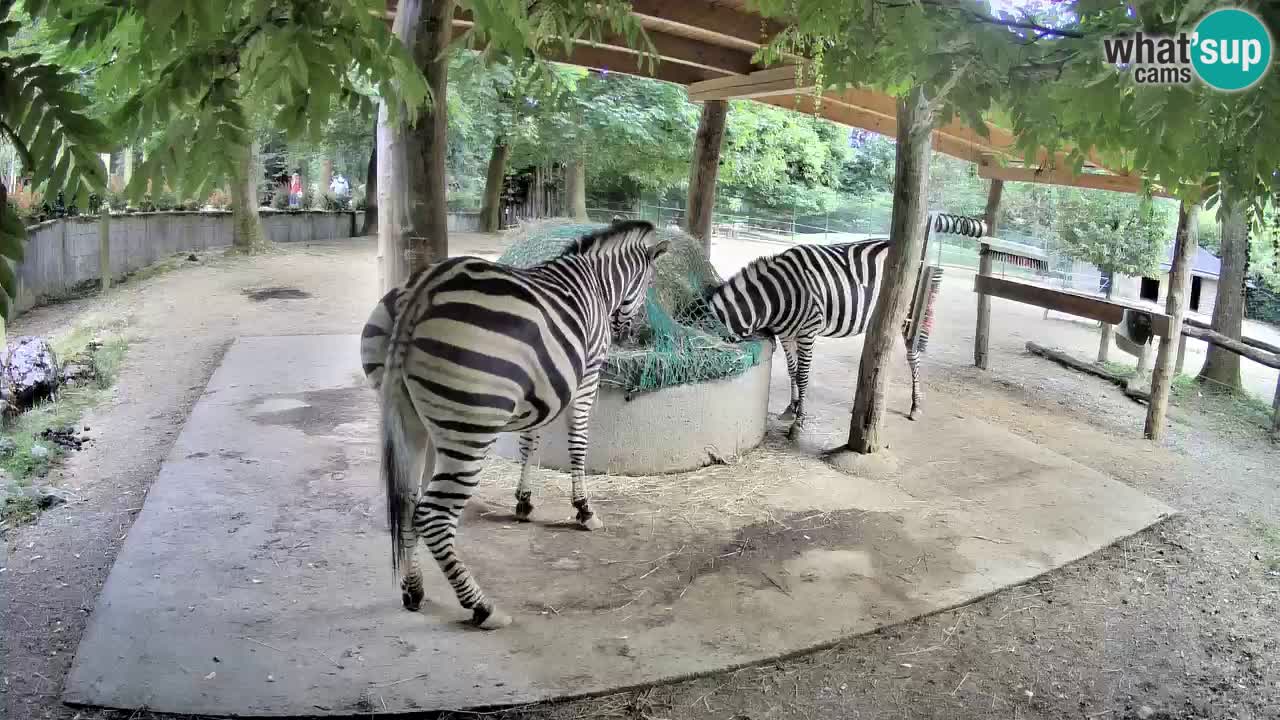 Live webcam Les zèbres in Ljubljana ZOO – Slovénie