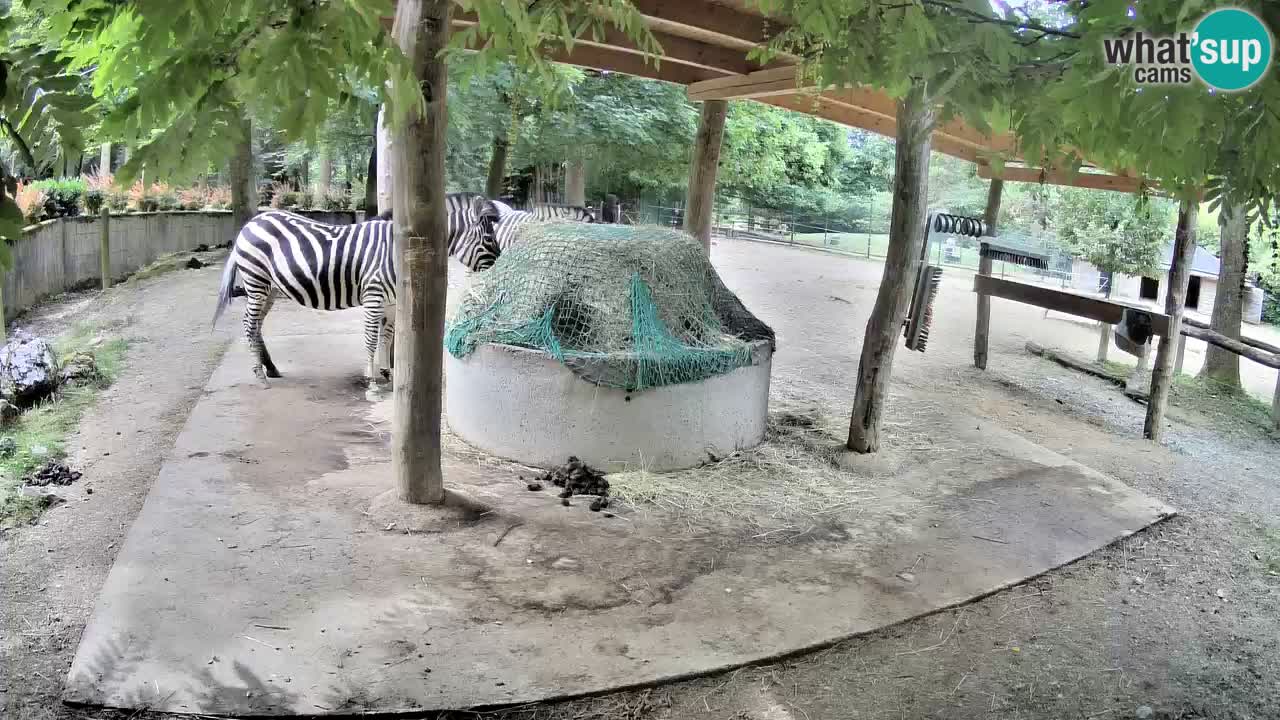 Live webcam Les zèbres in Ljubljana ZOO – Slovénie