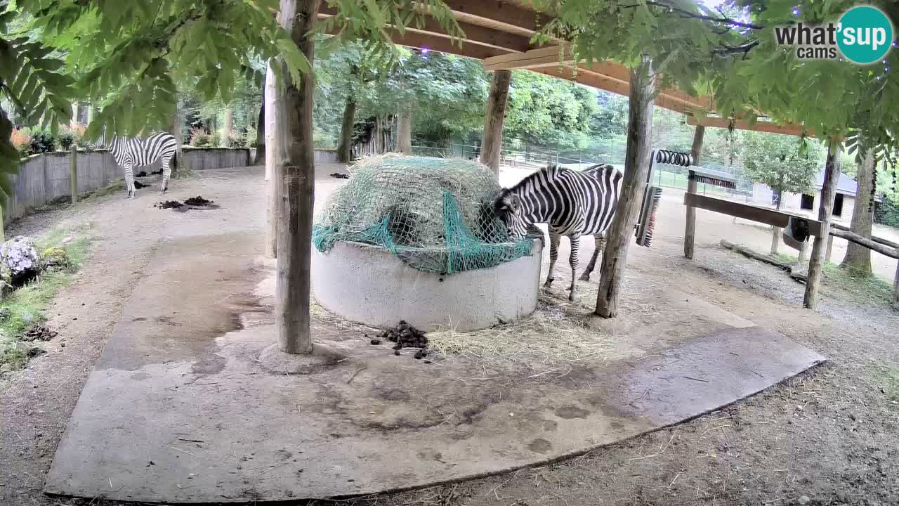 Camera en vivo Cebras in Ljubljana ZOO – Eslovenia