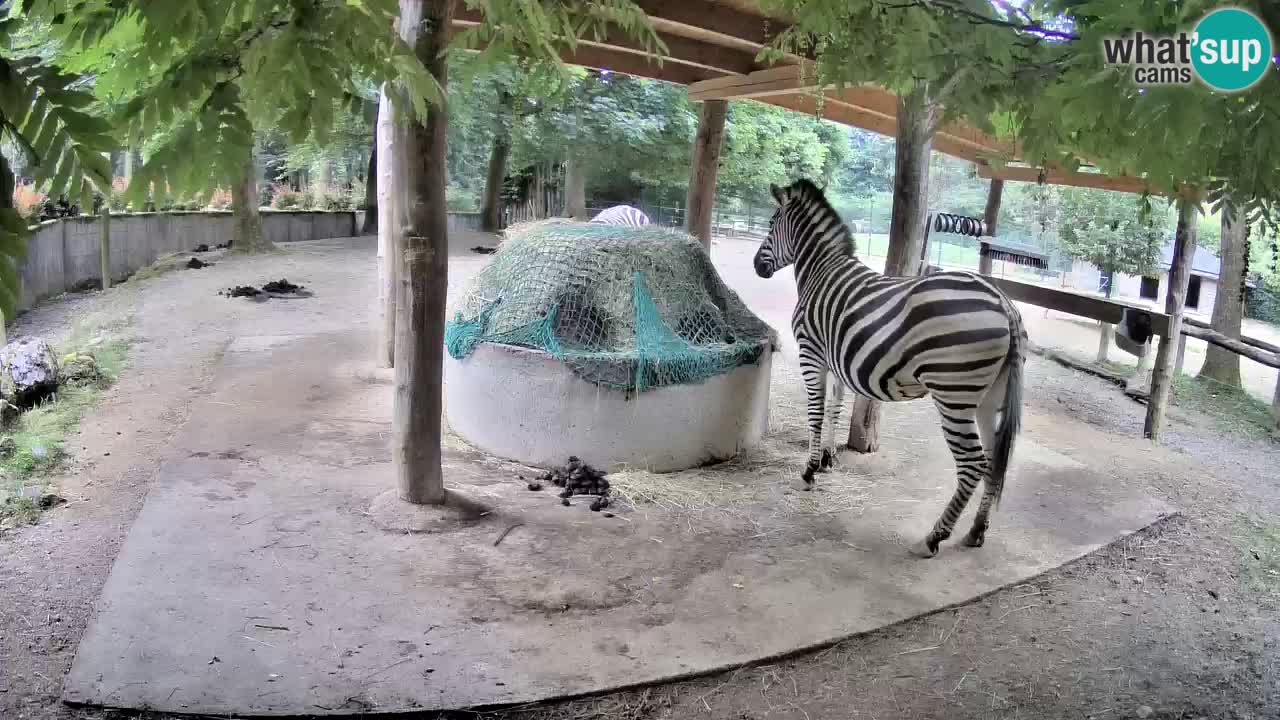 Live webcam Zebras in Ljubljana ZOO – Slovenia