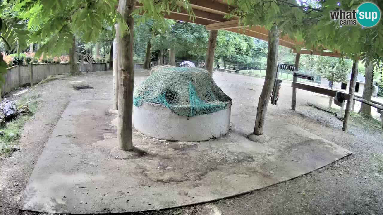 Live webcam Zebras in Ljubljana ZOO – Slovenia