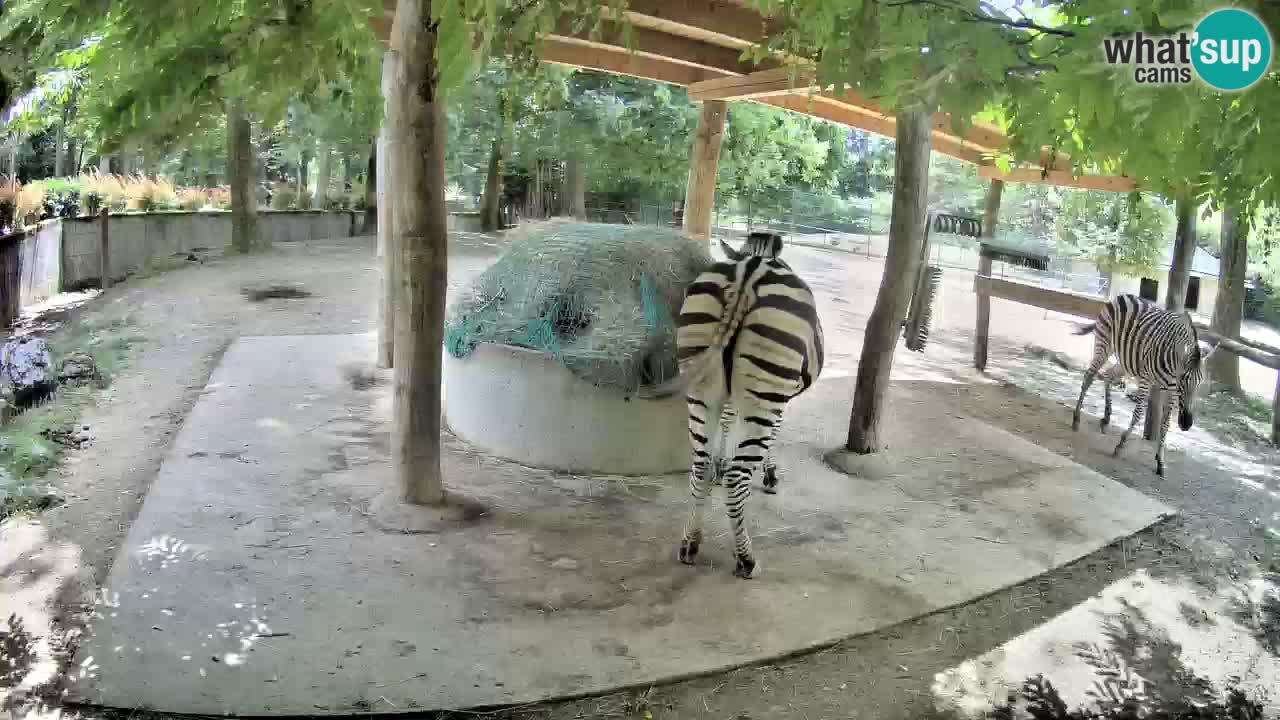 Live Webcam Zebras in Ljubljana ZOO – Slowenien
