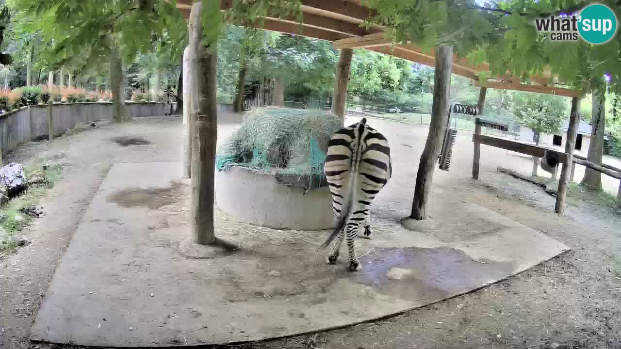 Live Webcam Zebras in Ljubljana ZOO – Slowenien