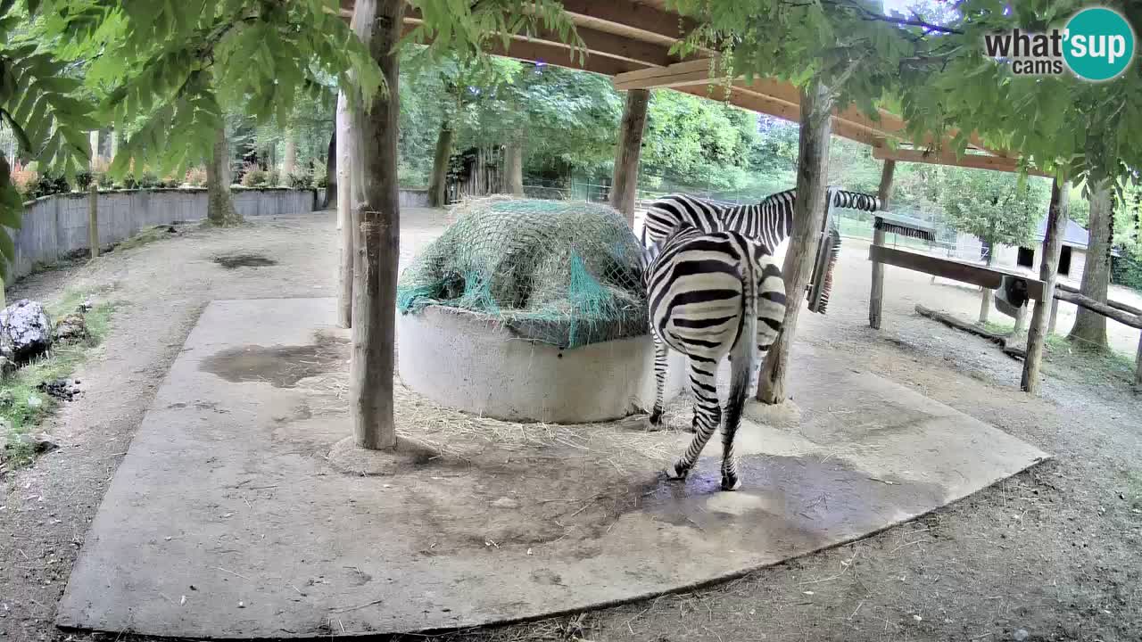 Live Webcam Zebras in Ljubljana ZOO – Slowenien