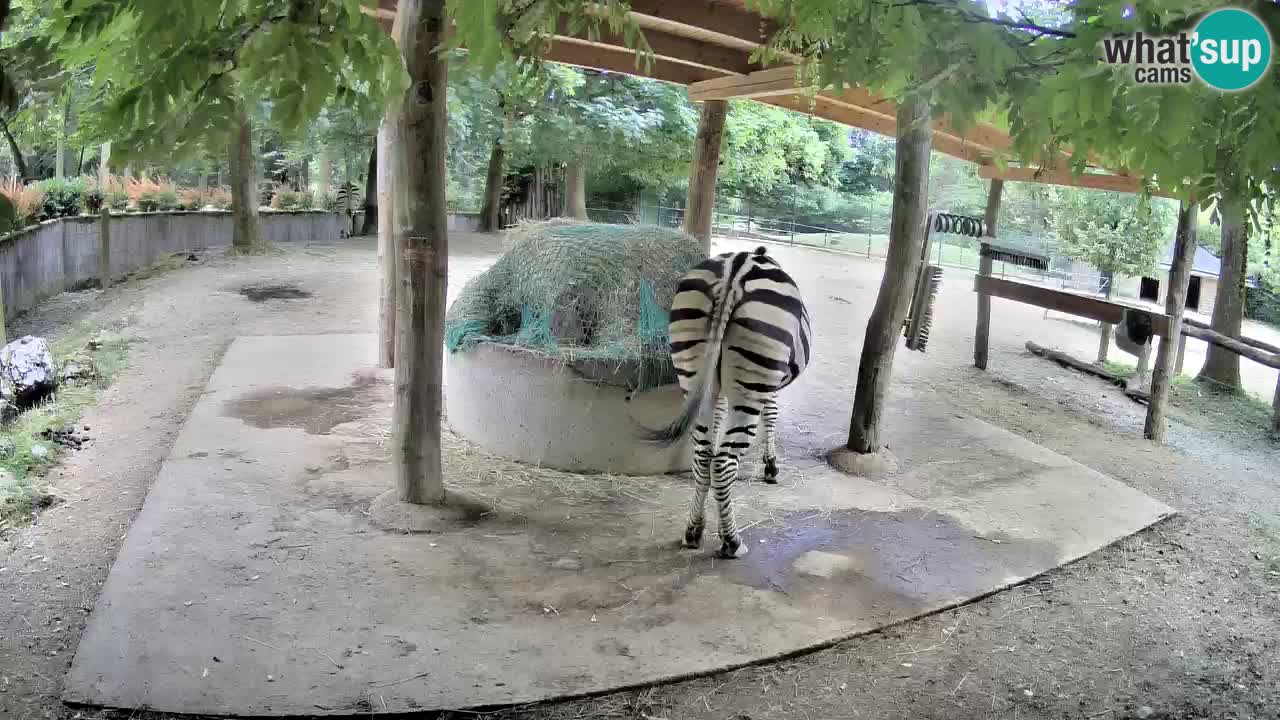 Live Webcam Zebras in Ljubljana ZOO – Slowenien