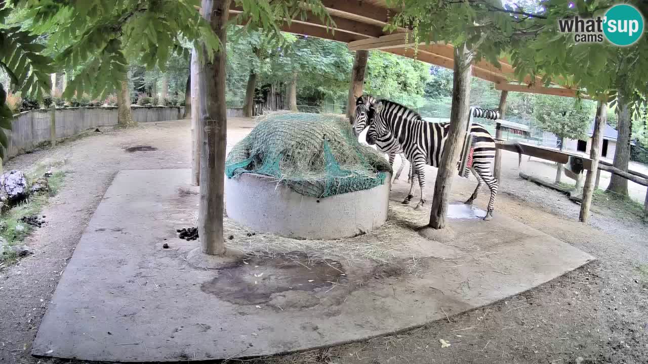 Live Webcam Zebras in Ljubljana ZOO – Slowenien