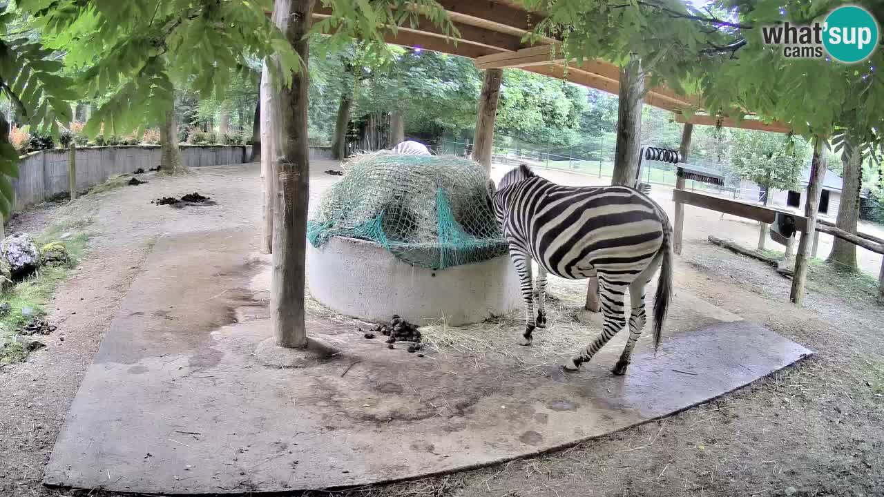 Zebre v živo v živalskem vrtu Ljubljana ZOO spletne kamere