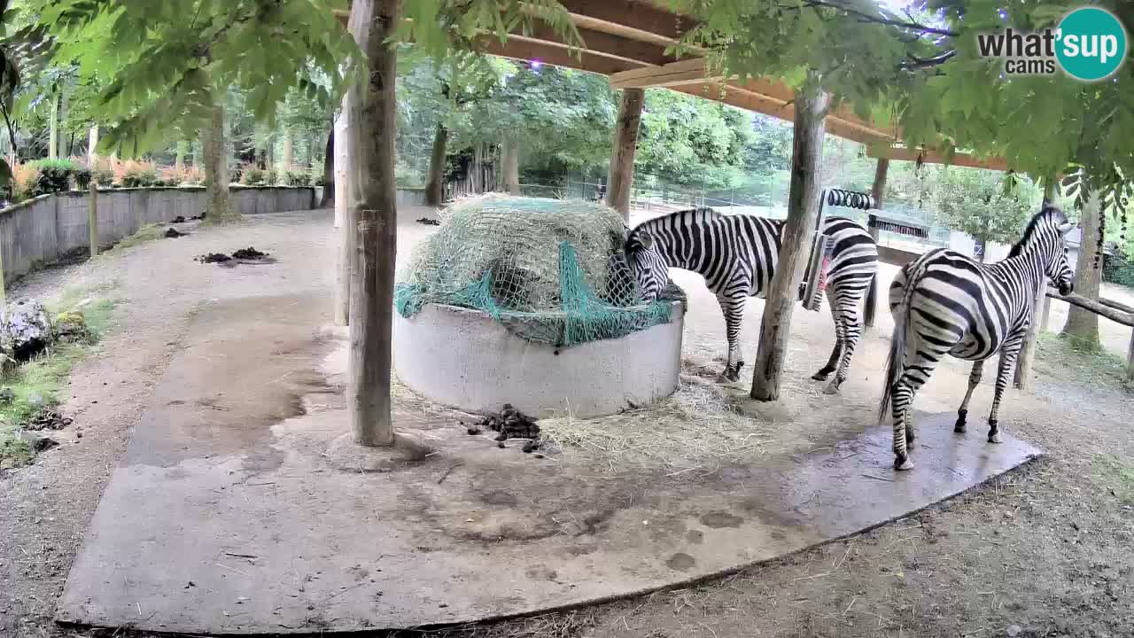 Web kamera uživo Zebras u ZOO Ljubljana – Slovenija