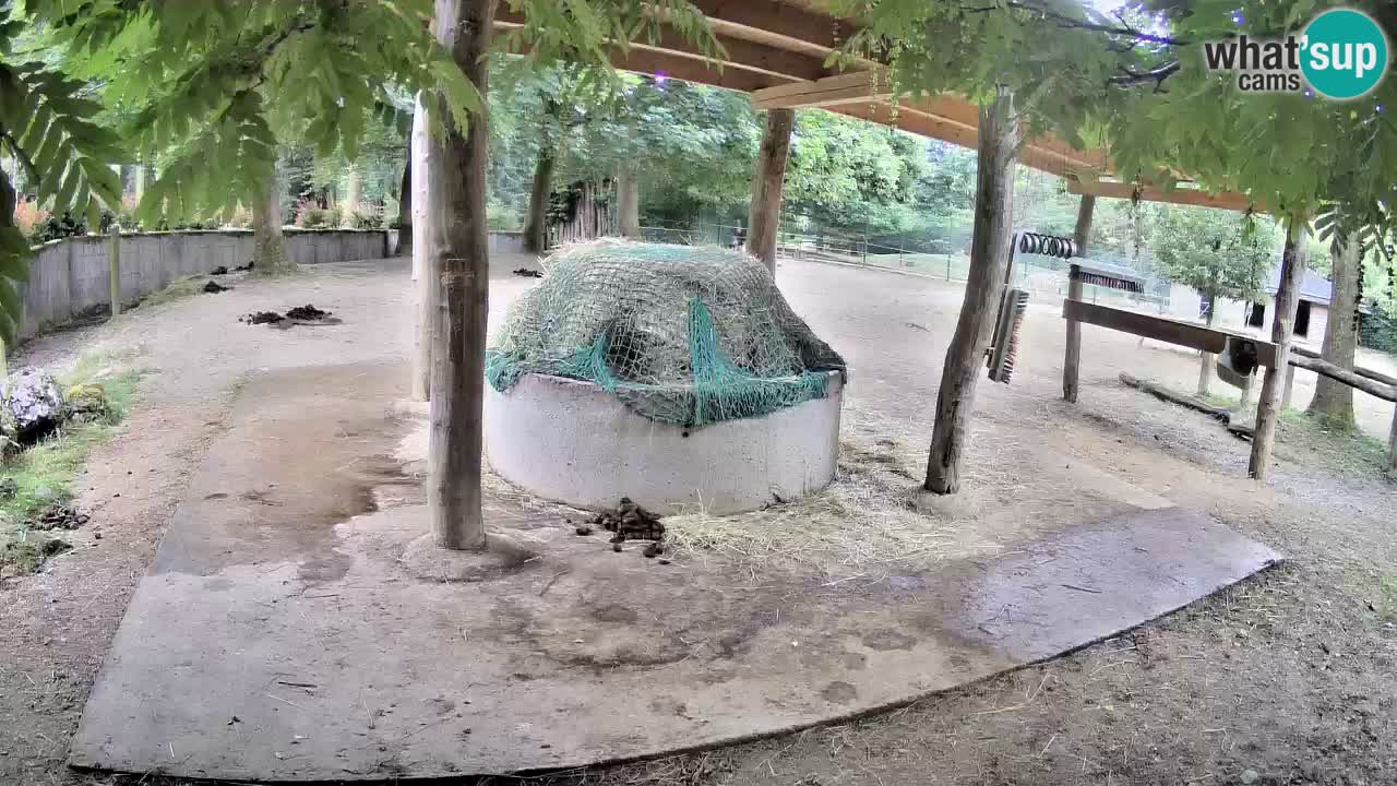 Le Zebre nello ZOO di Ljubljana – Slovenia Live webcam