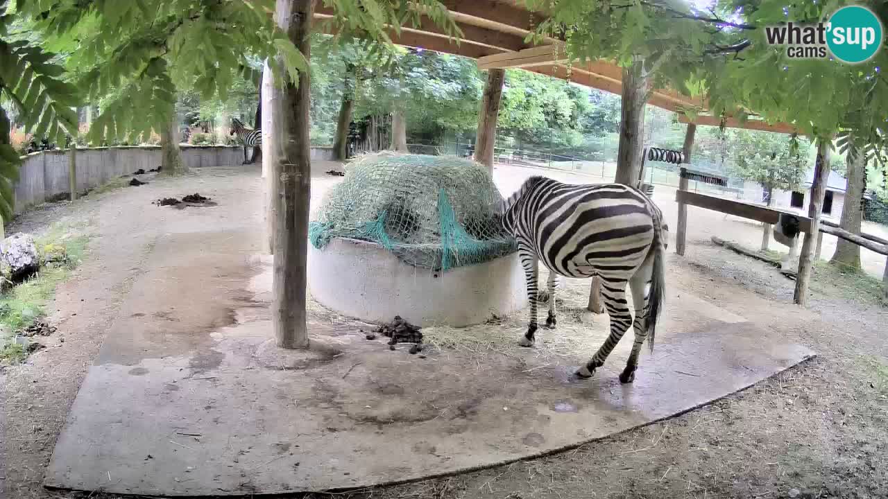 Camera en vivo Cebras in Ljubljana ZOO – Eslovenia