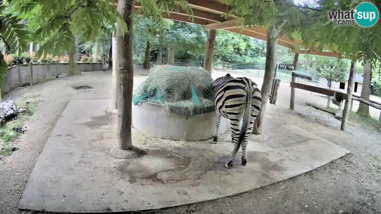 Live webcam Les zèbres in Ljubljana ZOO – Slovénie