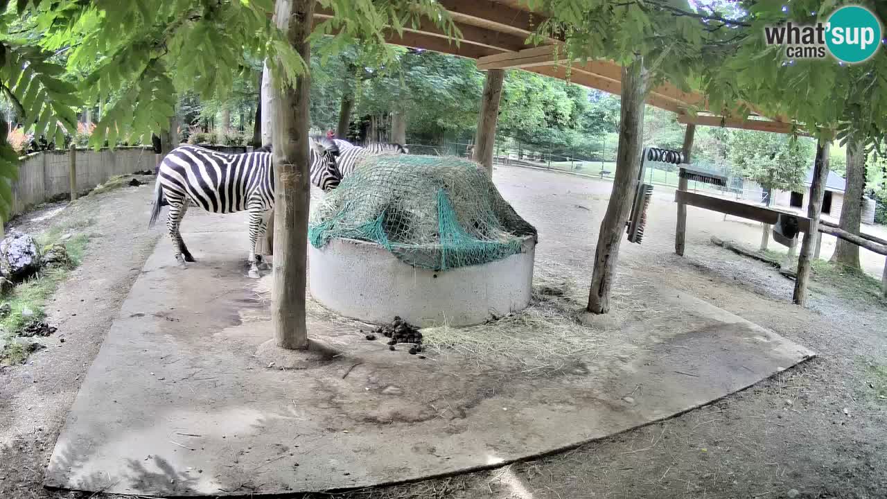 Live webcam Les zèbres in Ljubljana ZOO – Slovénie