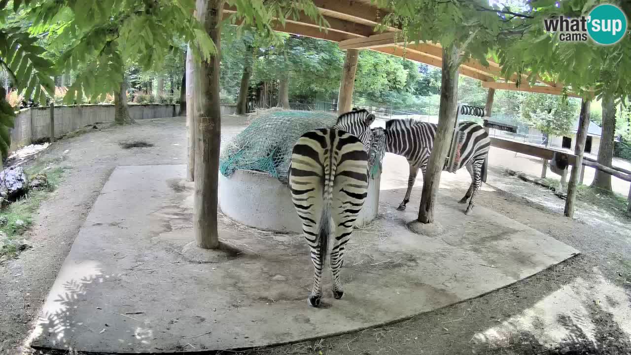 Live Webcam Zebras in Ljubljana ZOO – Slowenien