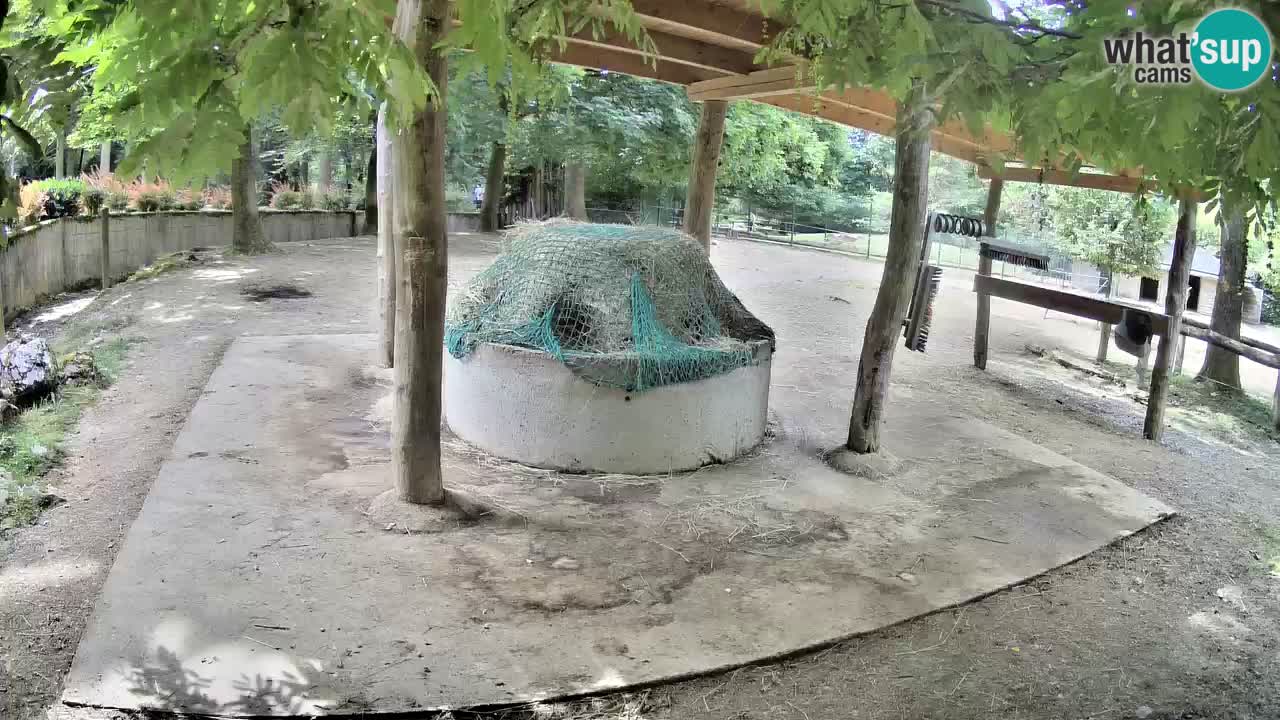 Live webcam Les zèbres in Ljubljana ZOO – Slovénie