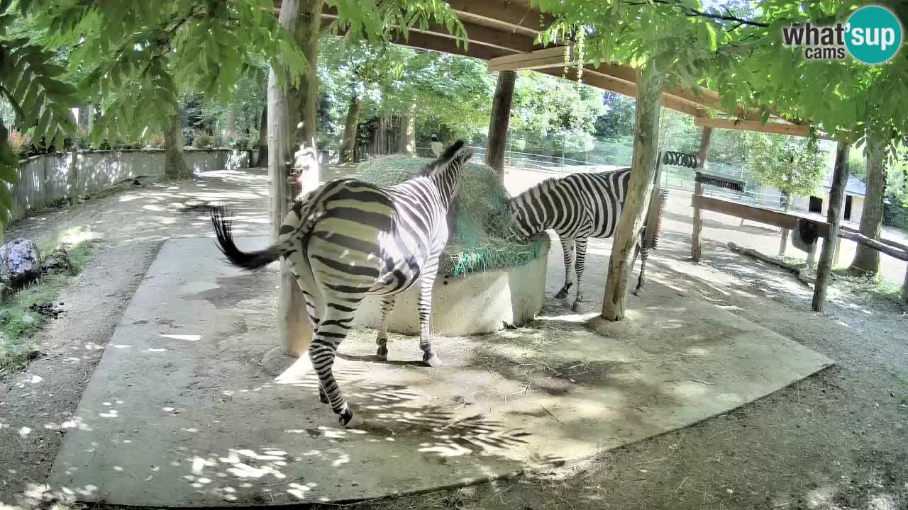 Live Webcam Zebras in Ljubljana ZOO – Slowenien