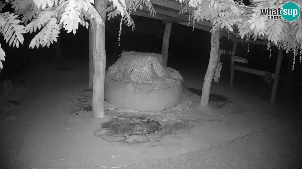 Live webcam Zebras in Ljubljana ZOO – Slovenia