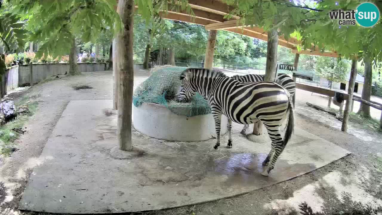 Live Webcam Zebras in Ljubljana ZOO – Slowenien