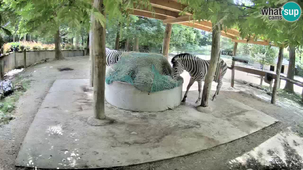 Web kamera uživo Zebras u ZOO Ljubljana – Slovenija