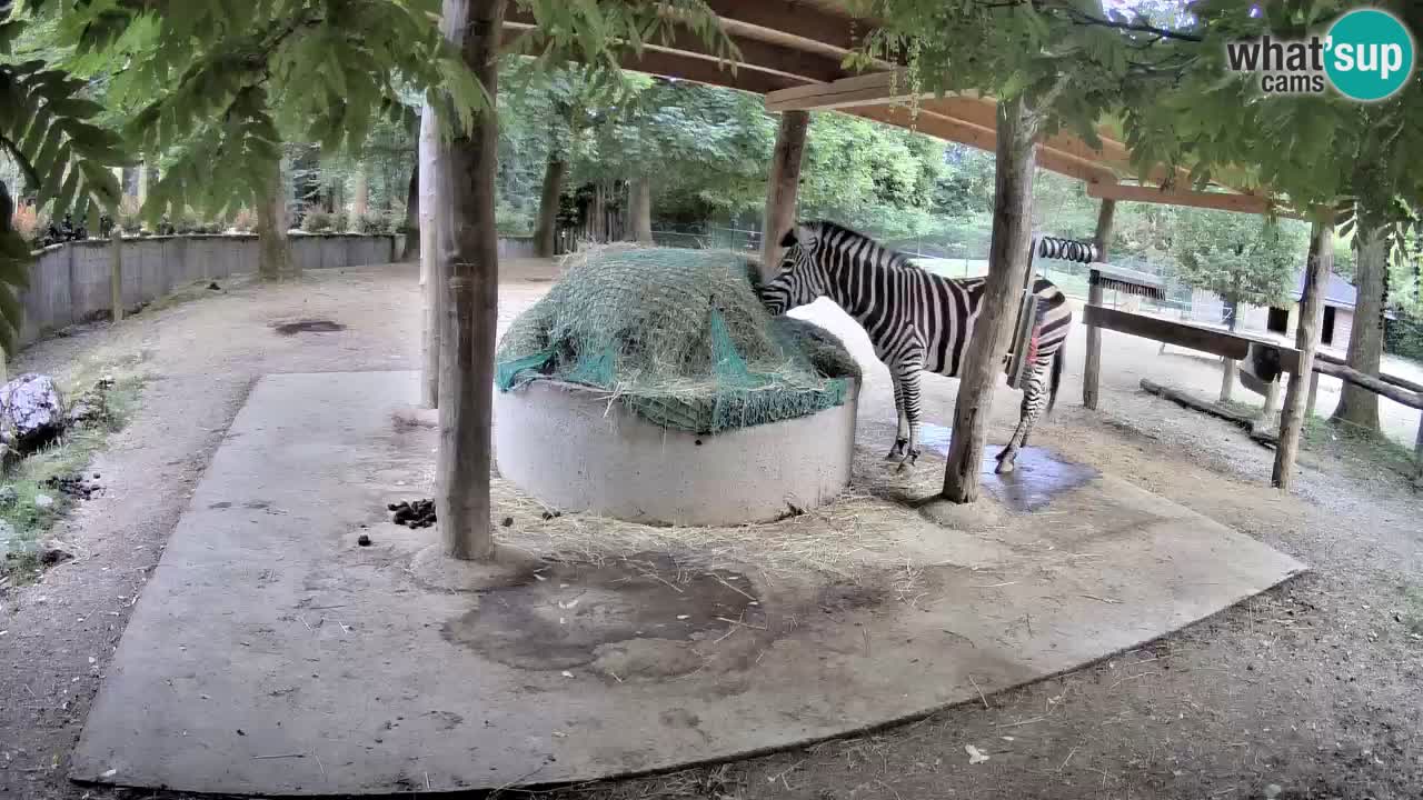 Camera en vivo Cebras in Ljubljana ZOO – Eslovenia