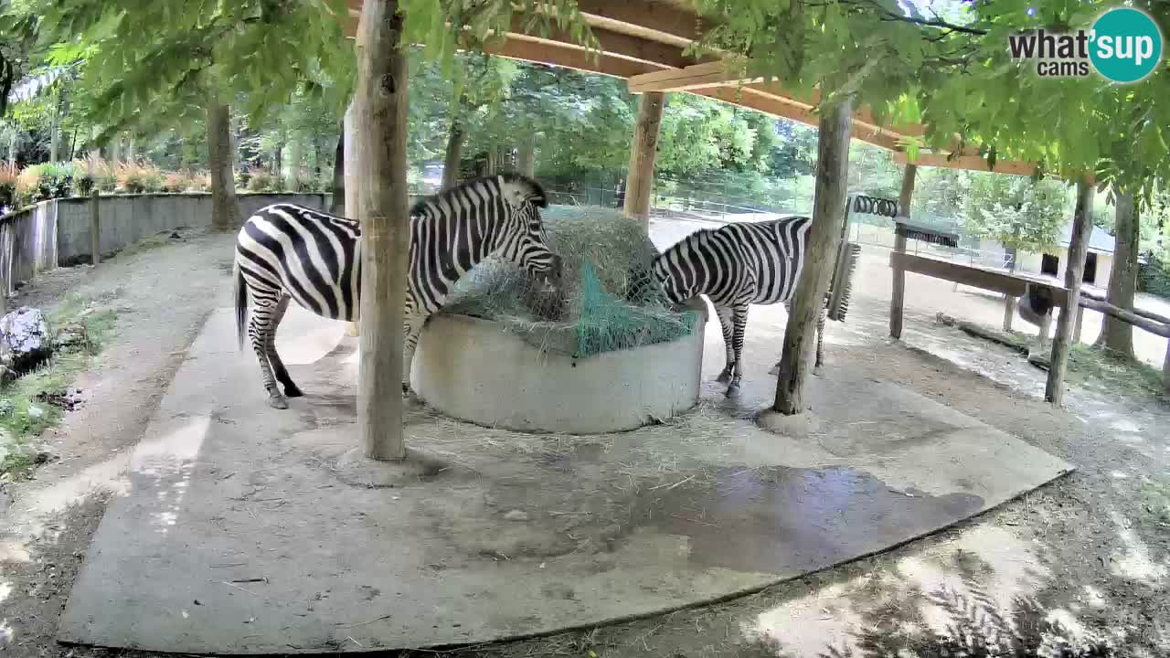 Le Zebre nello ZOO di Ljubljana – Slovenia Live webcam