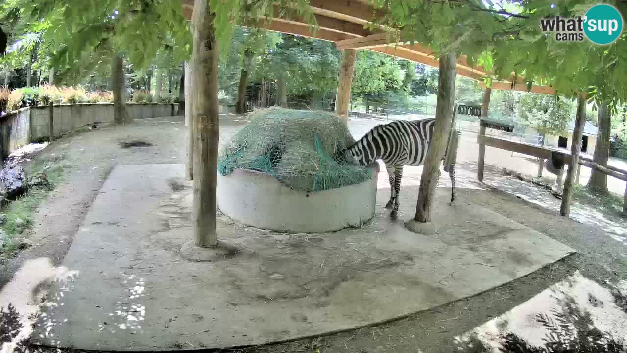 Zebre v živo v živalskem vrtu Ljubljana ZOO spletne kamere
