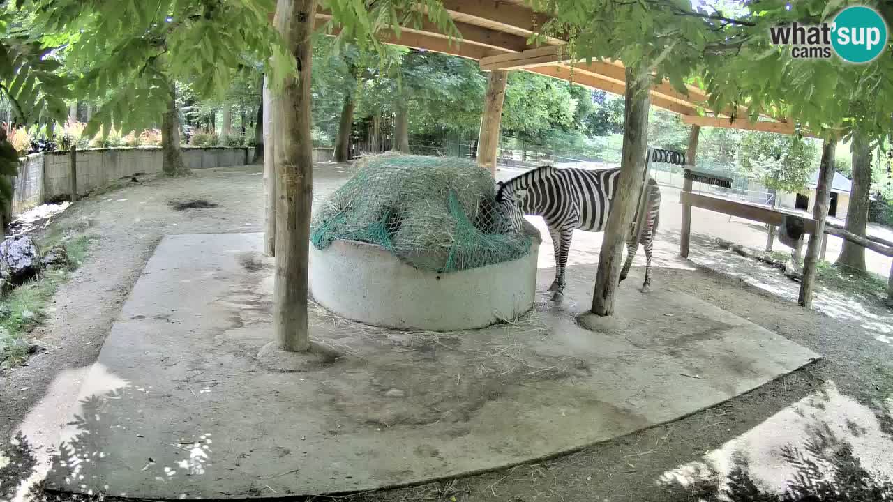 Camera en vivo Cebras in Ljubljana ZOO – Eslovenia