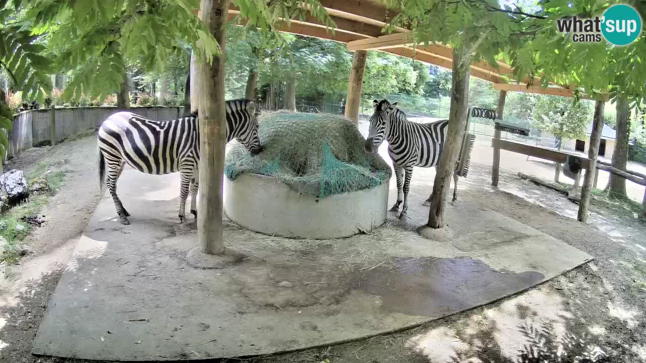 Zebre v živo v živalskem vrtu Ljubljana ZOO spletne kamere