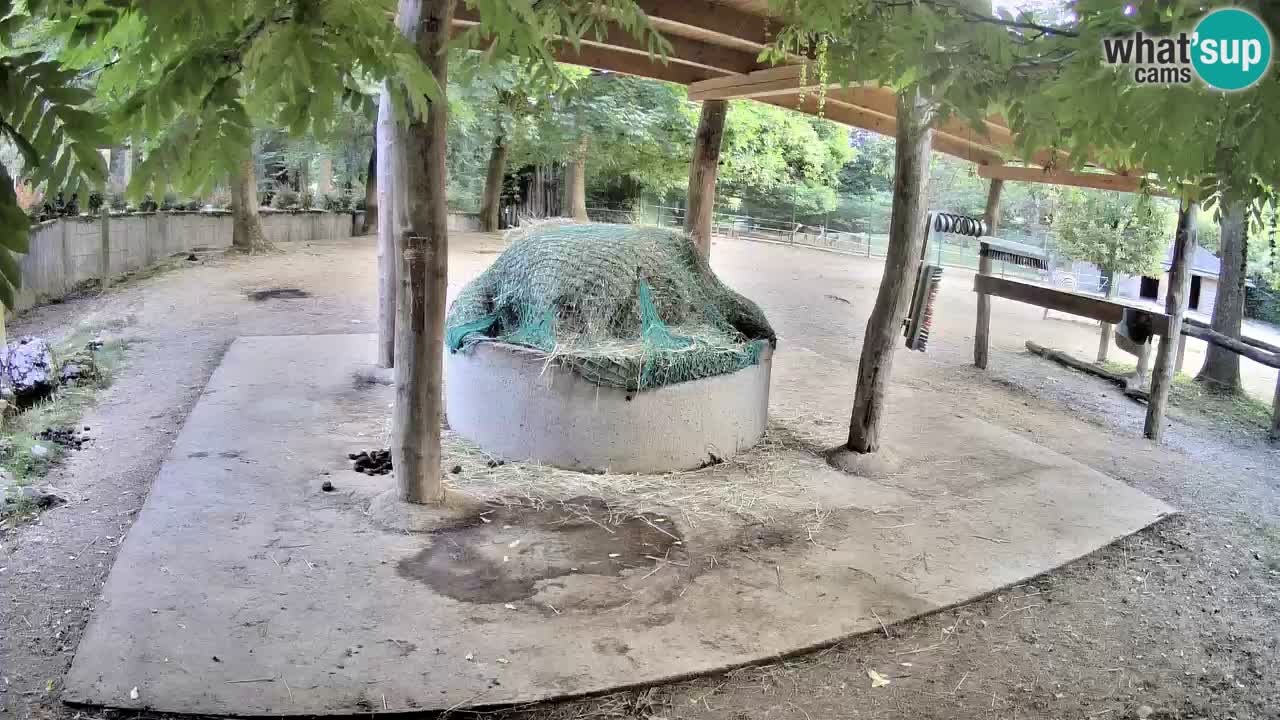 Le Zebre nello ZOO di Ljubljana – Slovenia Live webcam