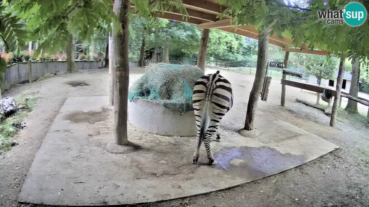 Le Zebre nello ZOO di Ljubljana – Slovenia Live webcam