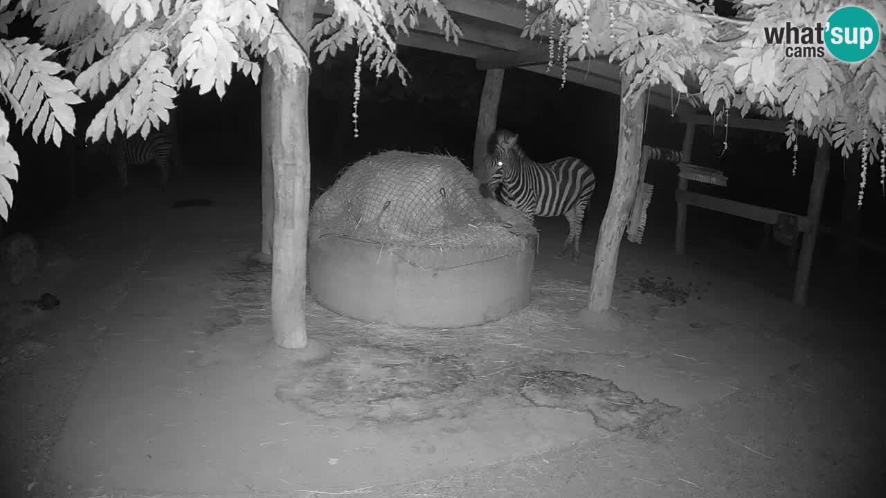 Zebre v živo v živalskem vrtu Ljubljana ZOO spletne kamere