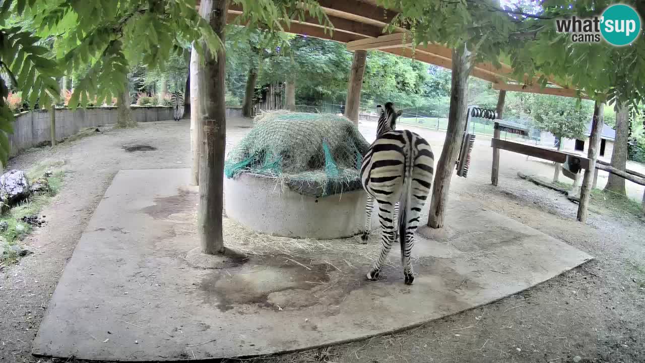 Web kamera uživo Zebras u ZOO Ljubljana – Slovenija