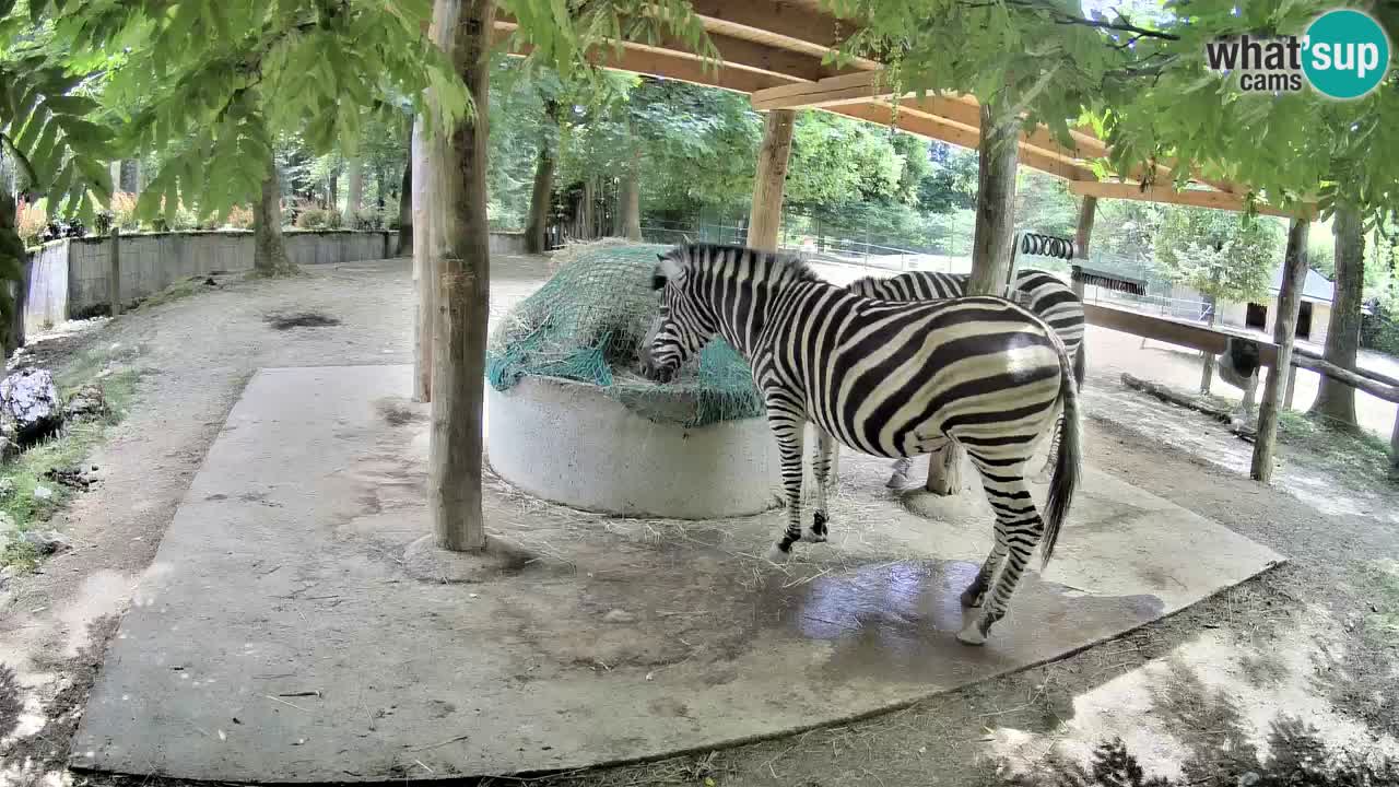 Le Zebre nello ZOO di Ljubljana – Slovenia Live webcam