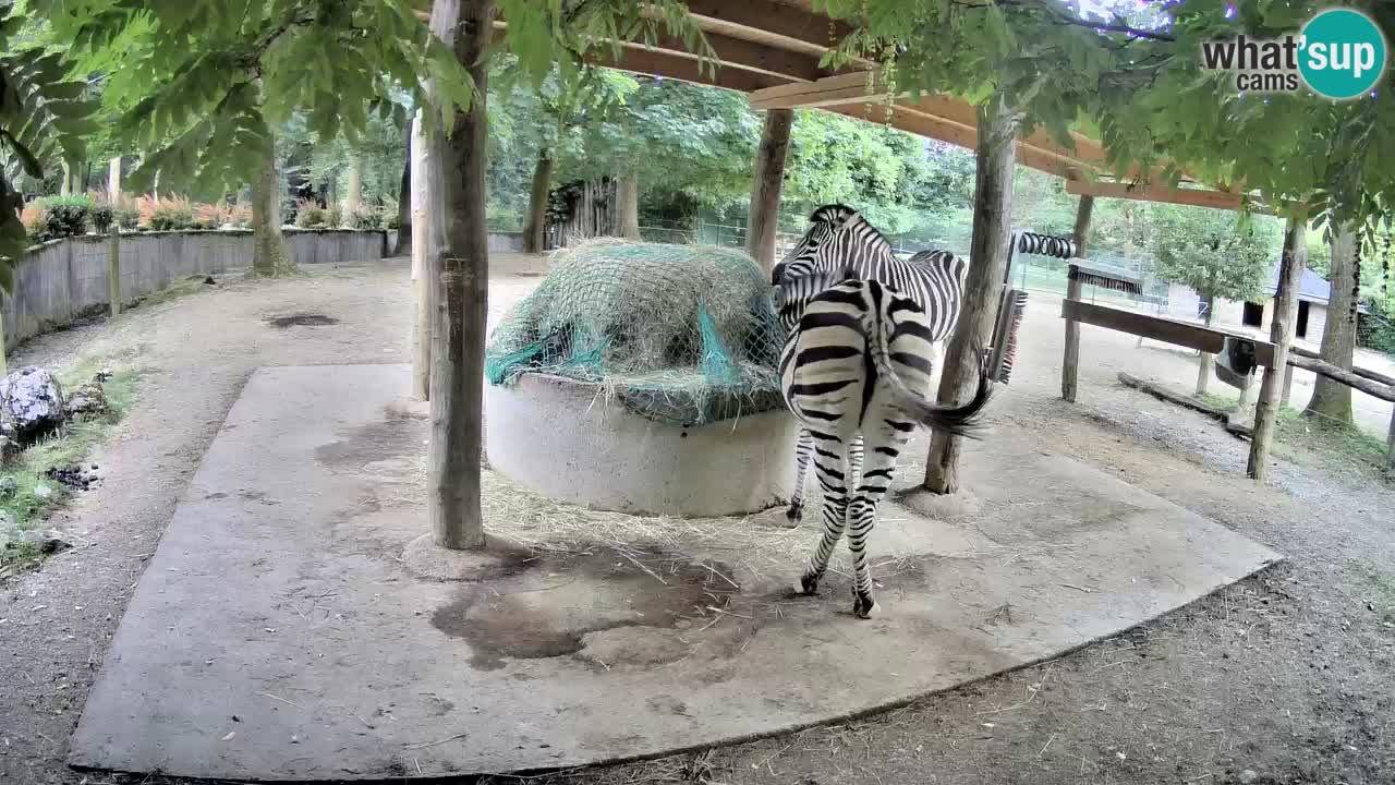 Live webcam Les zèbres in Ljubljana ZOO – Slovénie