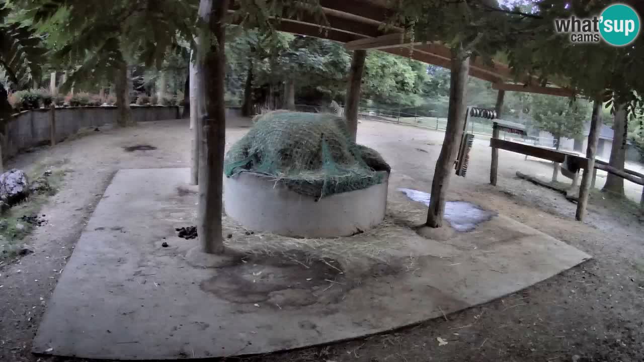 Le Zebre nello ZOO di Ljubljana – Slovenia Live webcam