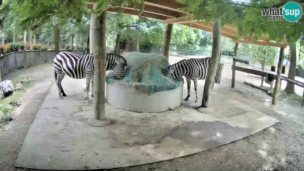 Zebre v živo v živalskem vrtu Ljubljana ZOO spletne kamere