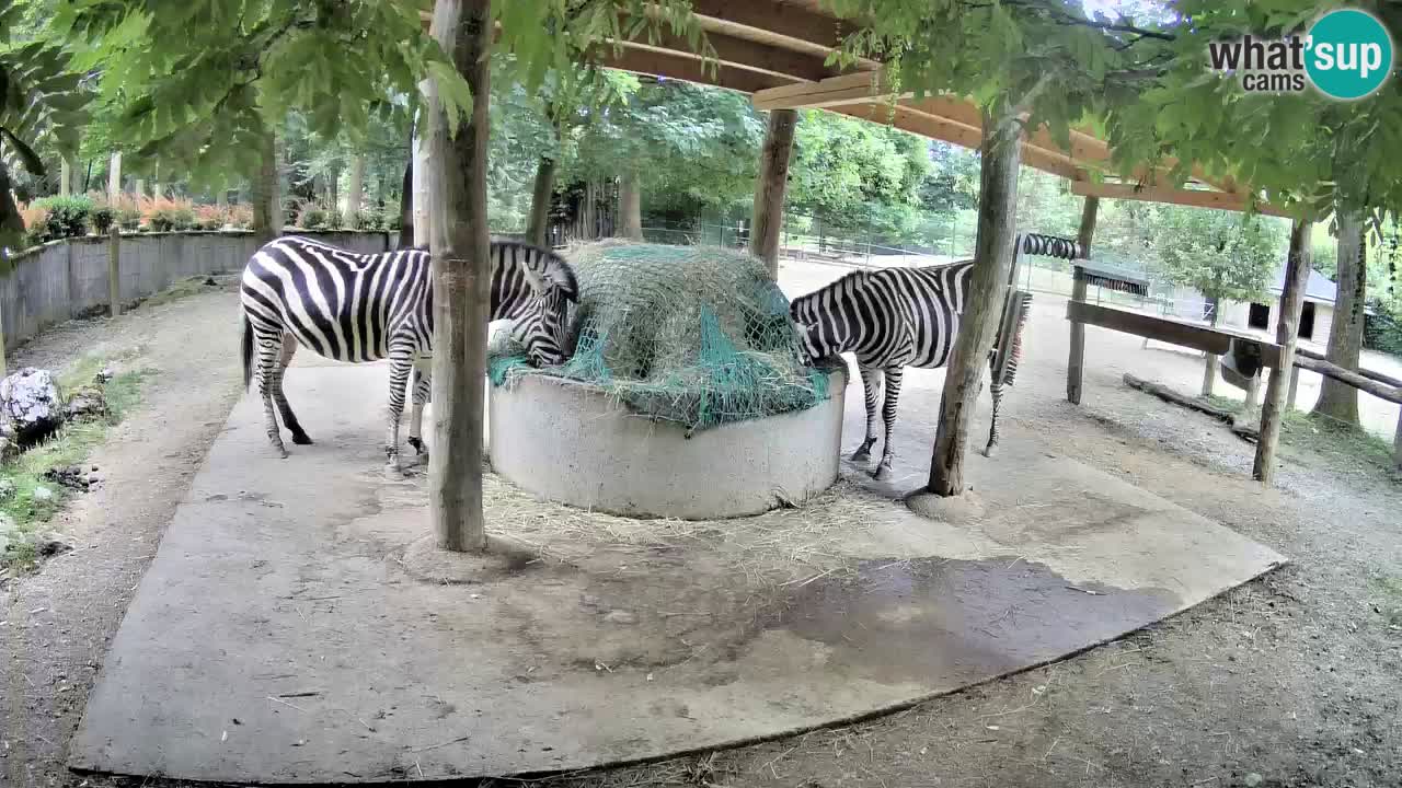 Web kamera uživo Zebras u ZOO Ljubljana – Slovenija
