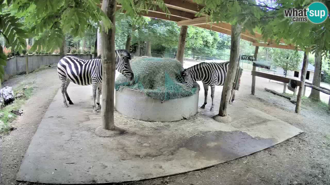 Le Zebre nello ZOO di Ljubljana – Slovenia Live webcam