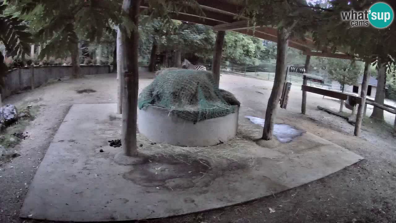 Web kamera uživo Zebras u ZOO Ljubljana – Slovenija