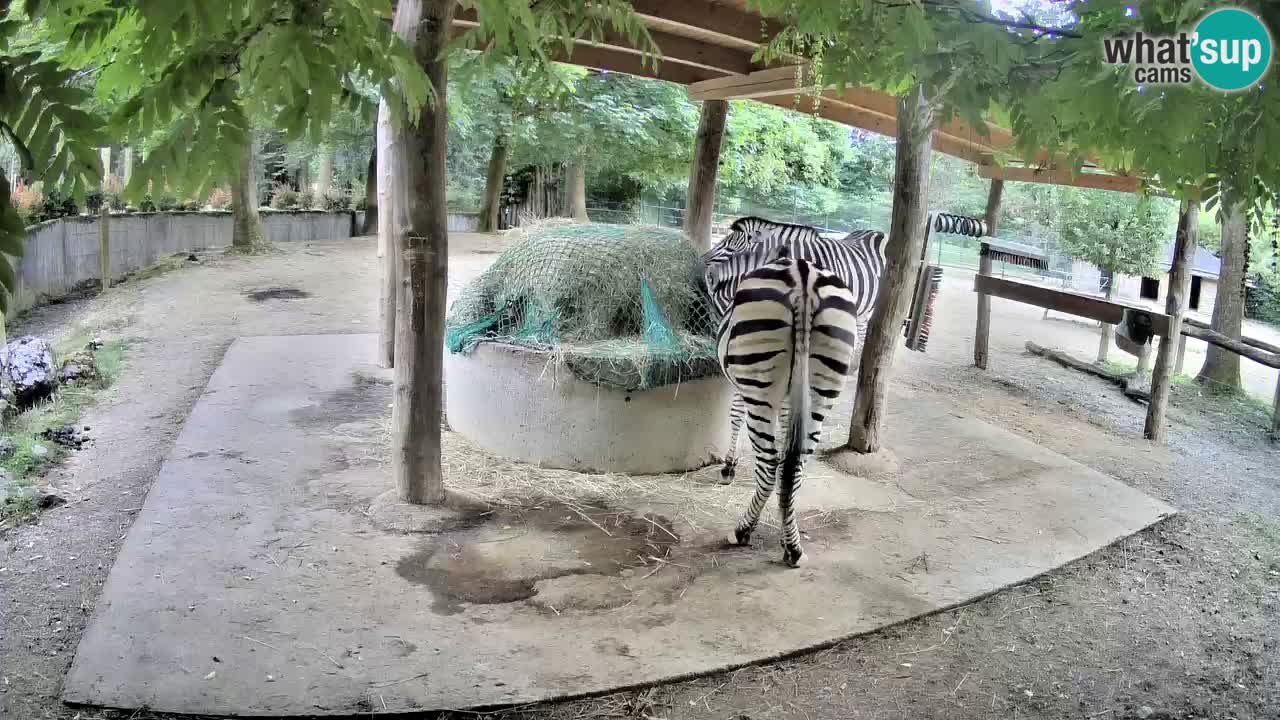 Zebre v živo v živalskem vrtu Ljubljana ZOO spletne kamere